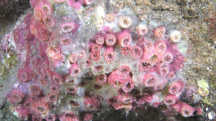 Galapagos-Koralle