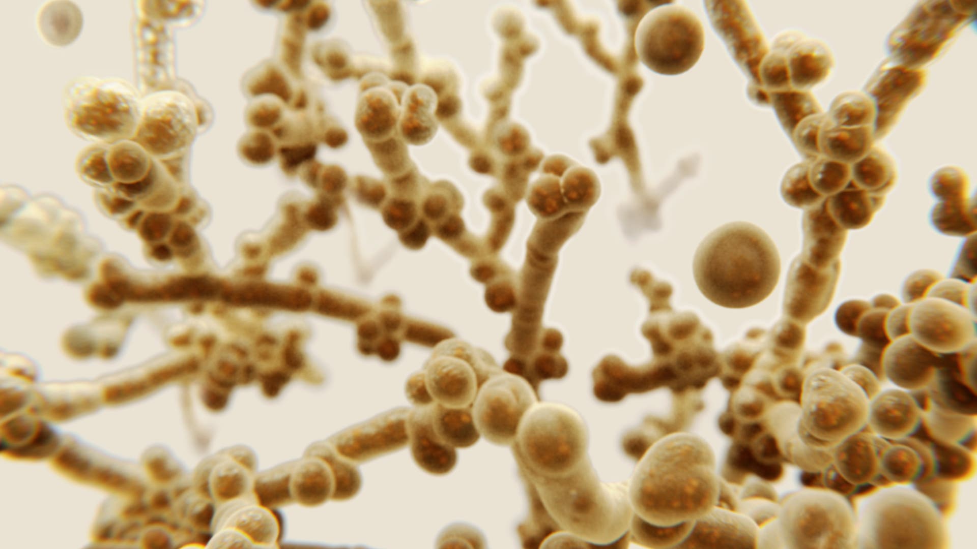 Candida auris: Gefährliche Pilzinfektionen breiten sich in den USA aus -  Spektrum der Wissenschaft