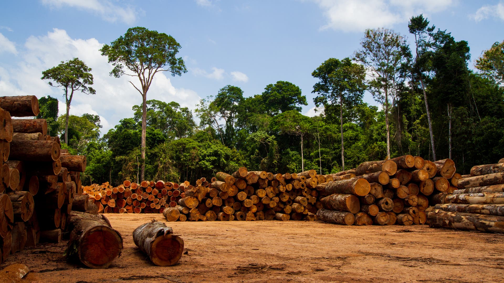 Hutan Hujan Terancam: Konsekuensi Deforestasi