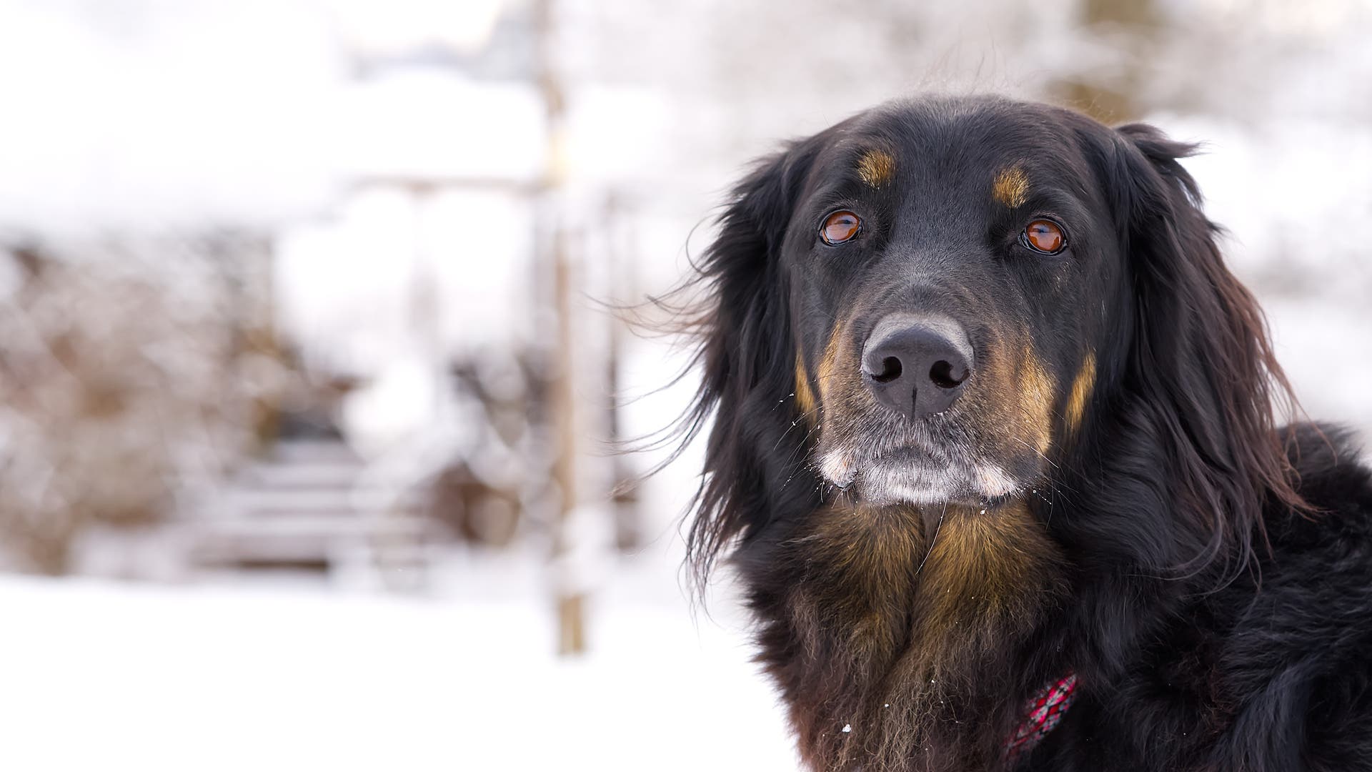 Collies, retrievers, Duitse herders: een vergelijking van 13 hondenrassen