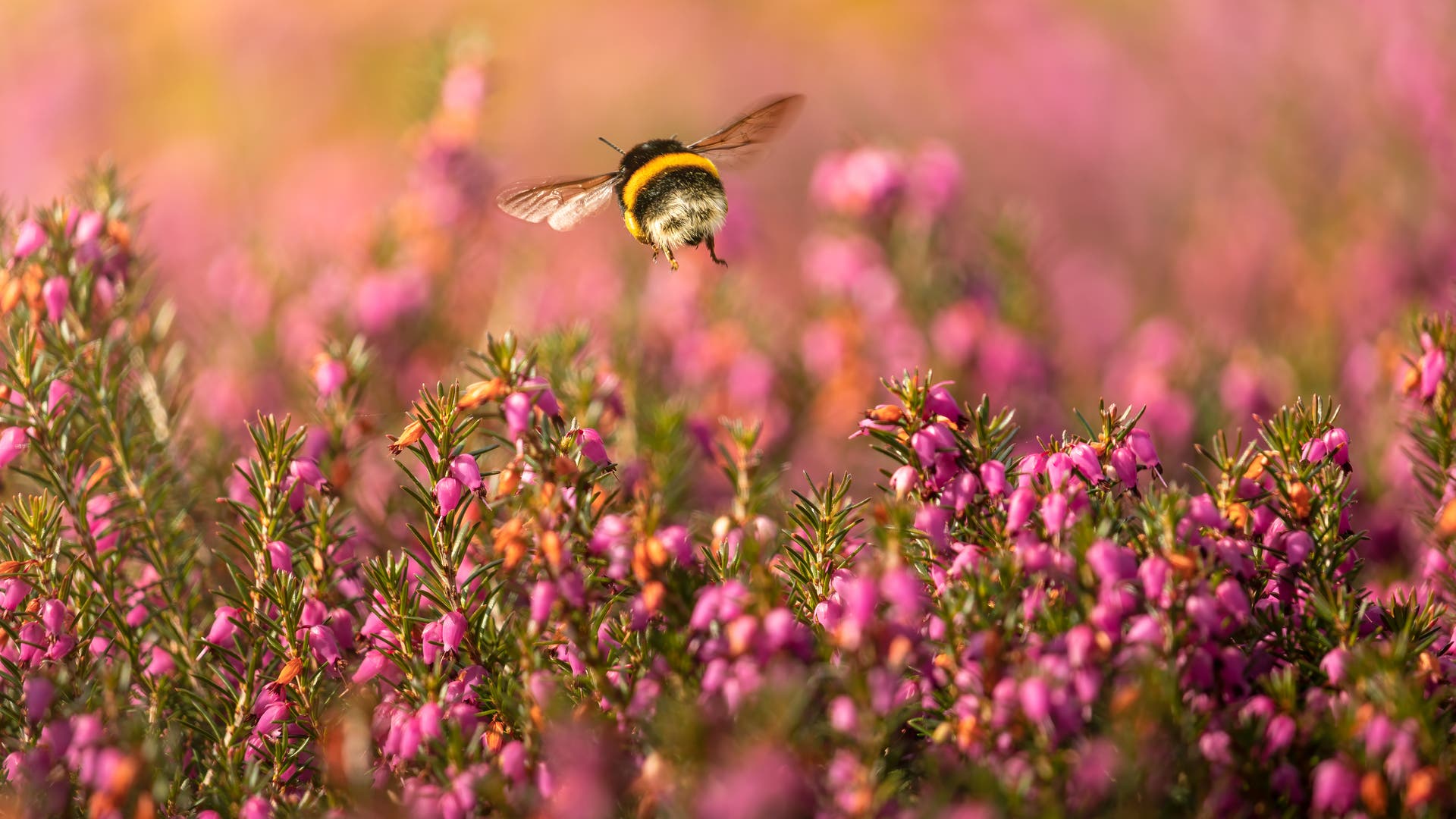 Insekten Die Lieblingsblumen Der Hummeln Spektrum Der Wissenschaft