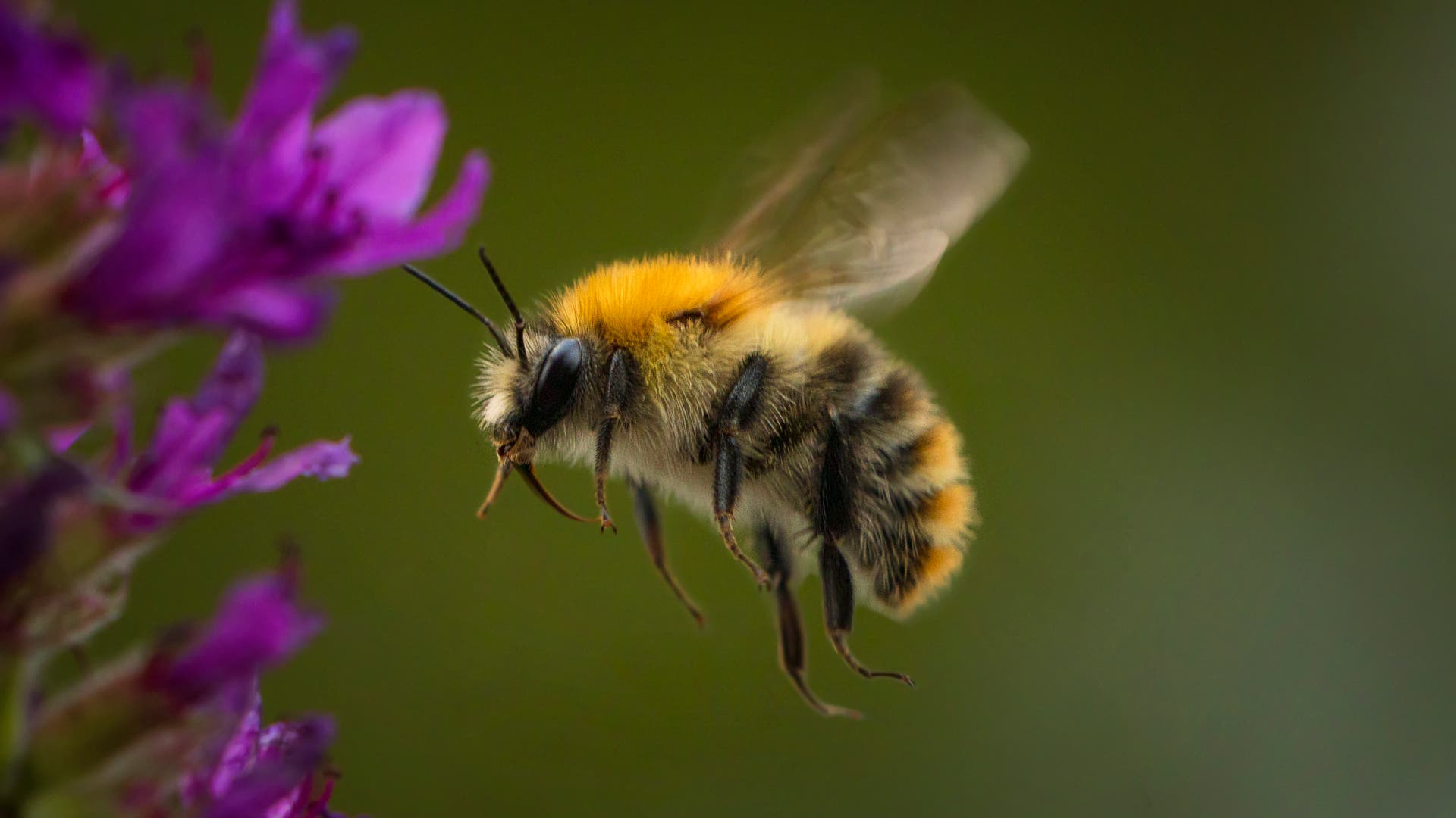 Wie Können Fliegende Insekten Oben Und Unten Unterscheiden Spektrum