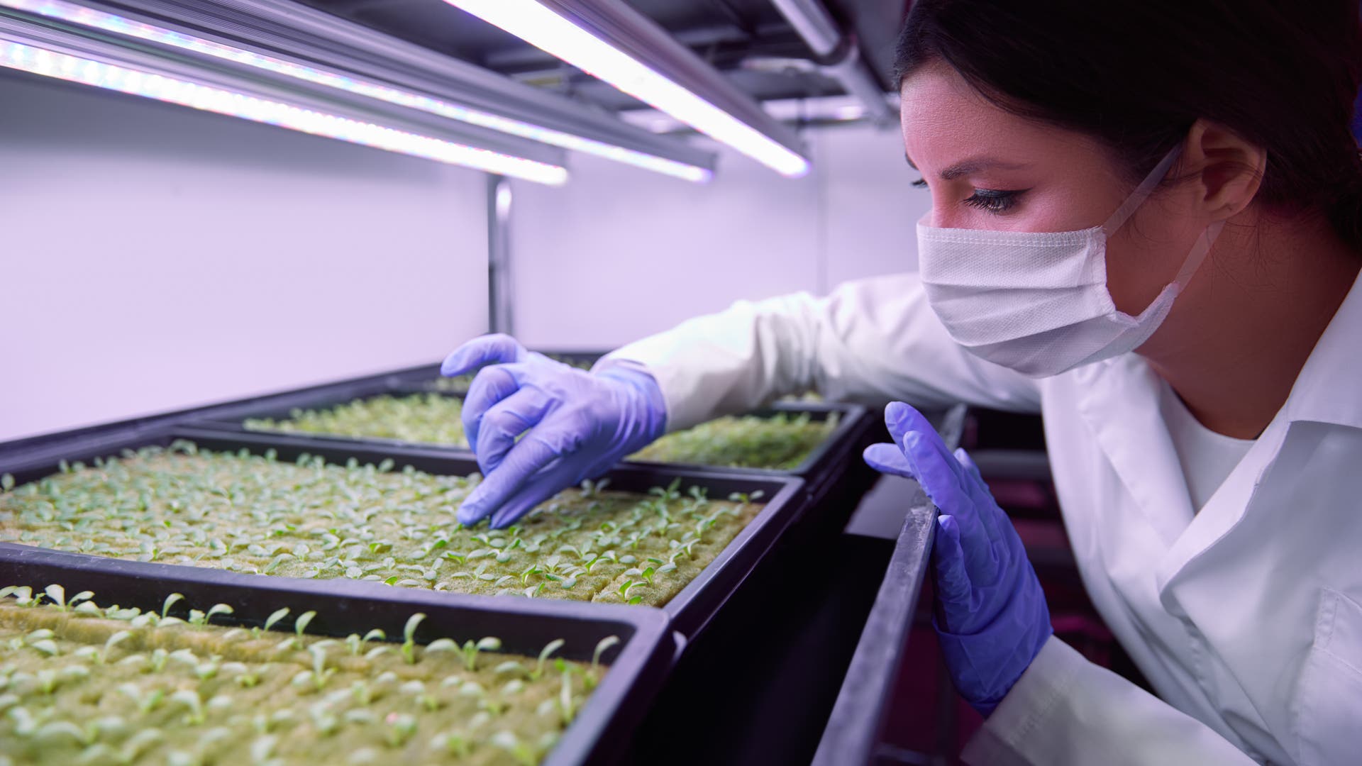 Groene genetische manipulatie: nieuwe regels voor CRISPR-gewassen