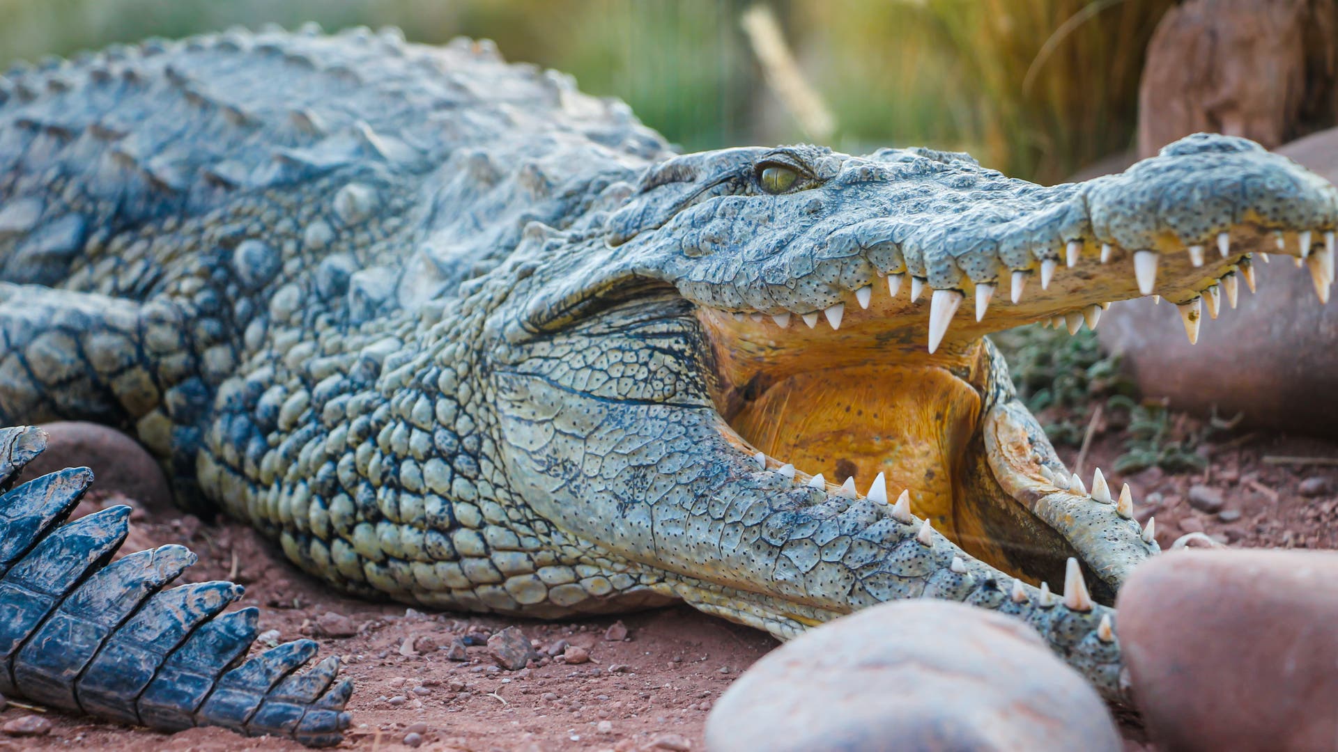 Ernährung Der Krokodile feines Gespür für Babygeschrei Spektrum der