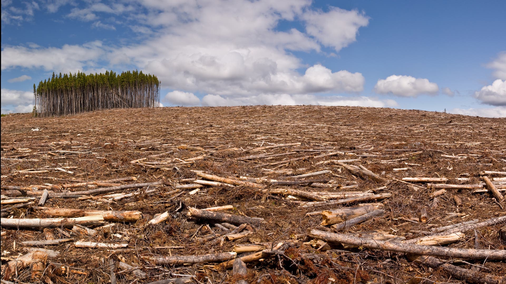 Laporan Kehutanan: Kerusakan hutan akan meningkat pada tahun 2022