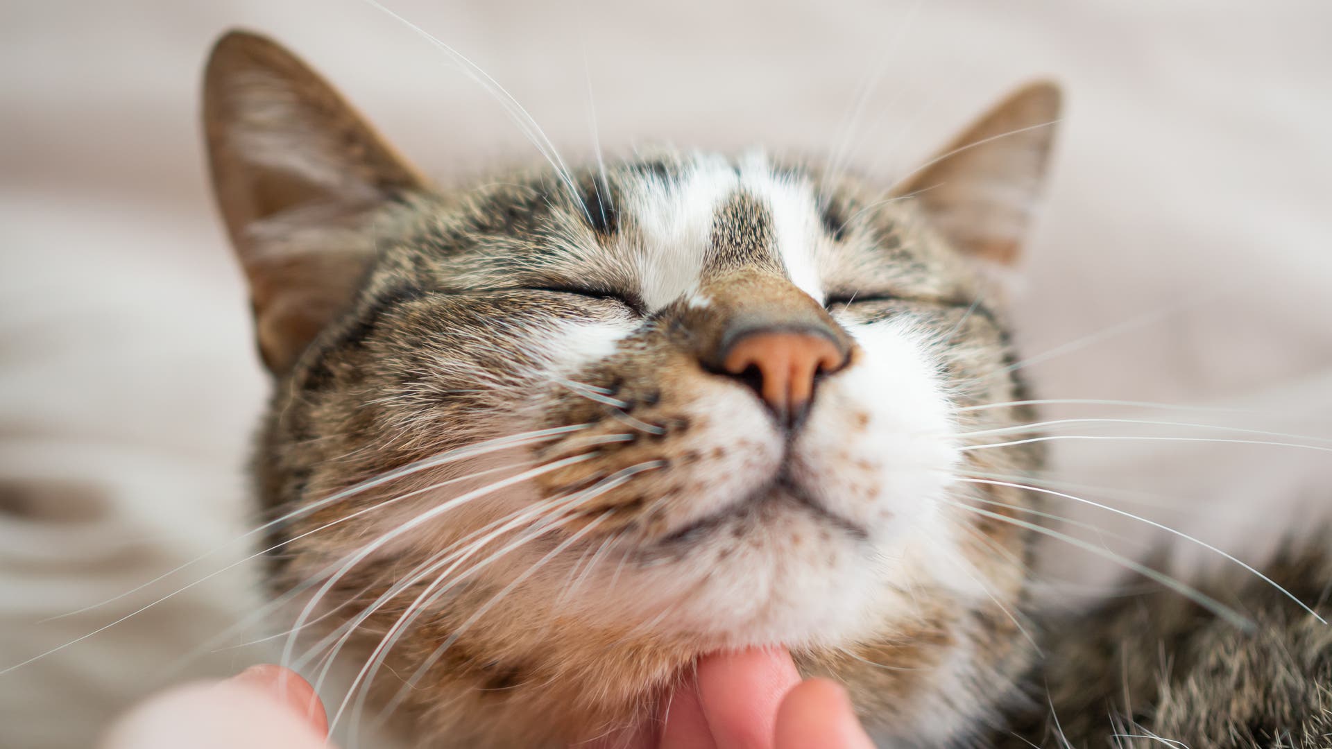 Animal Sounds: Why can cats purr so deeply?