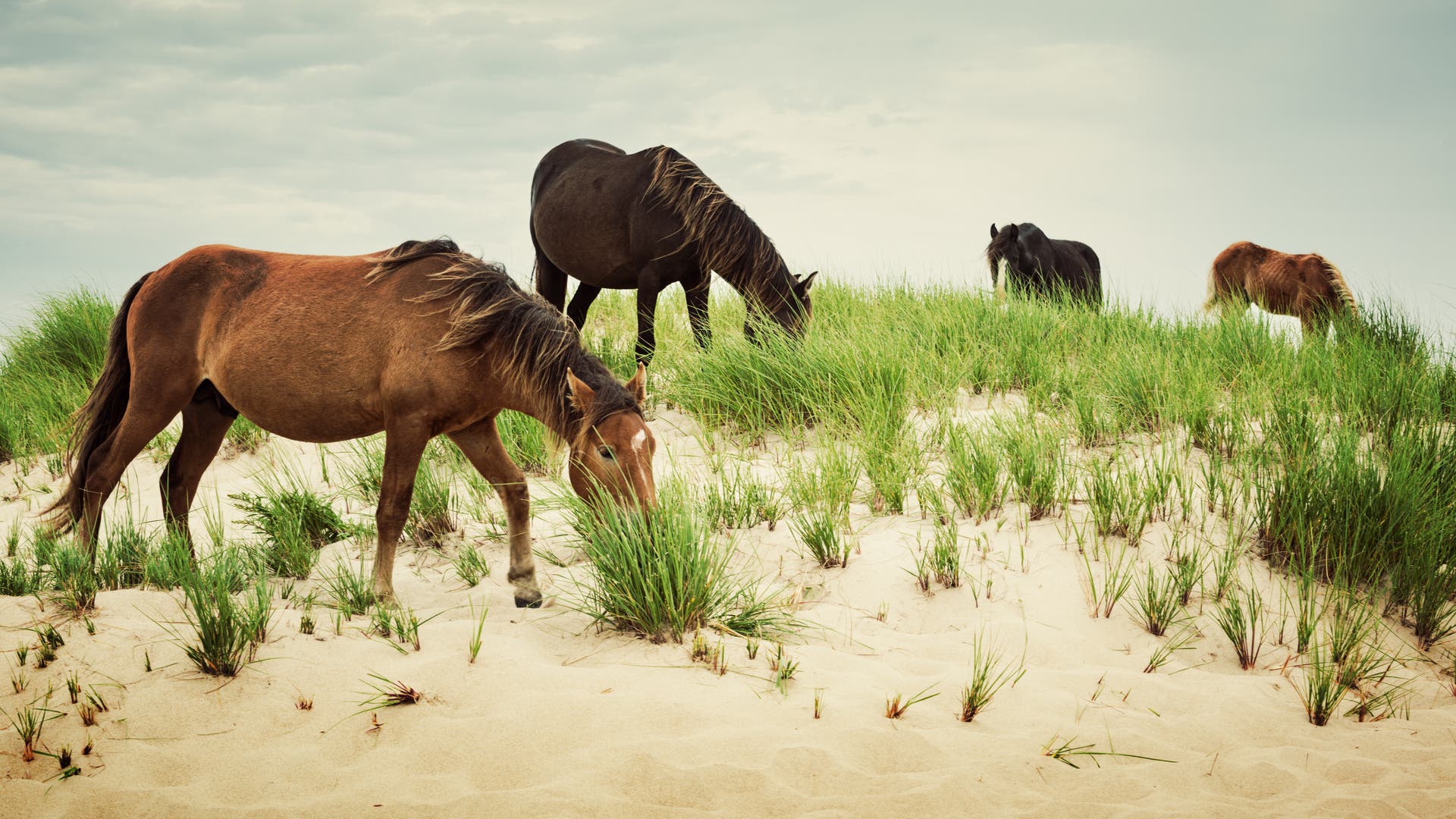Ponys auf Sable Island