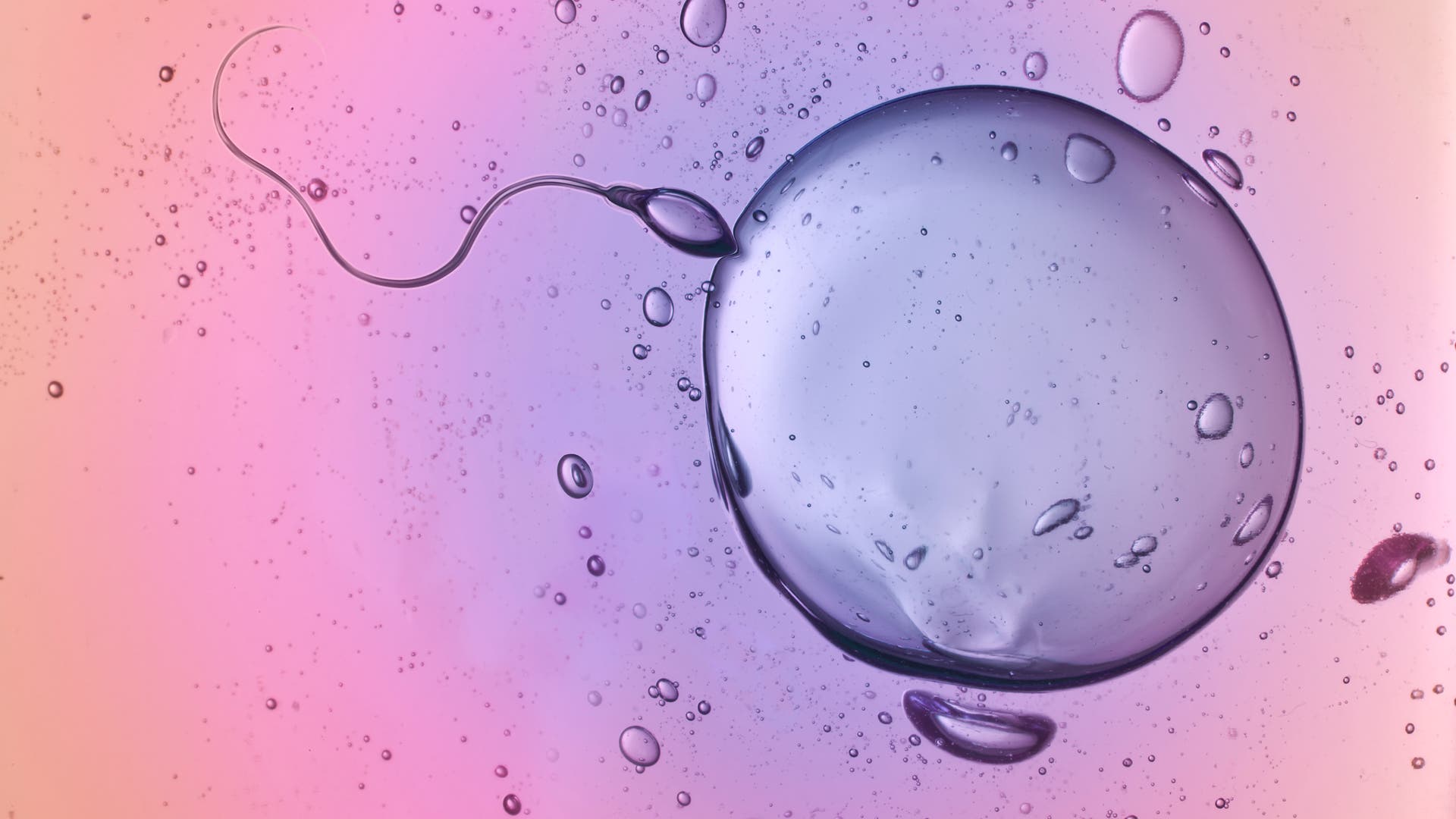 Anticonceptie: het actieve ingrediënt zorgt ervoor dat het sperma tegen de eicel kan stuiteren