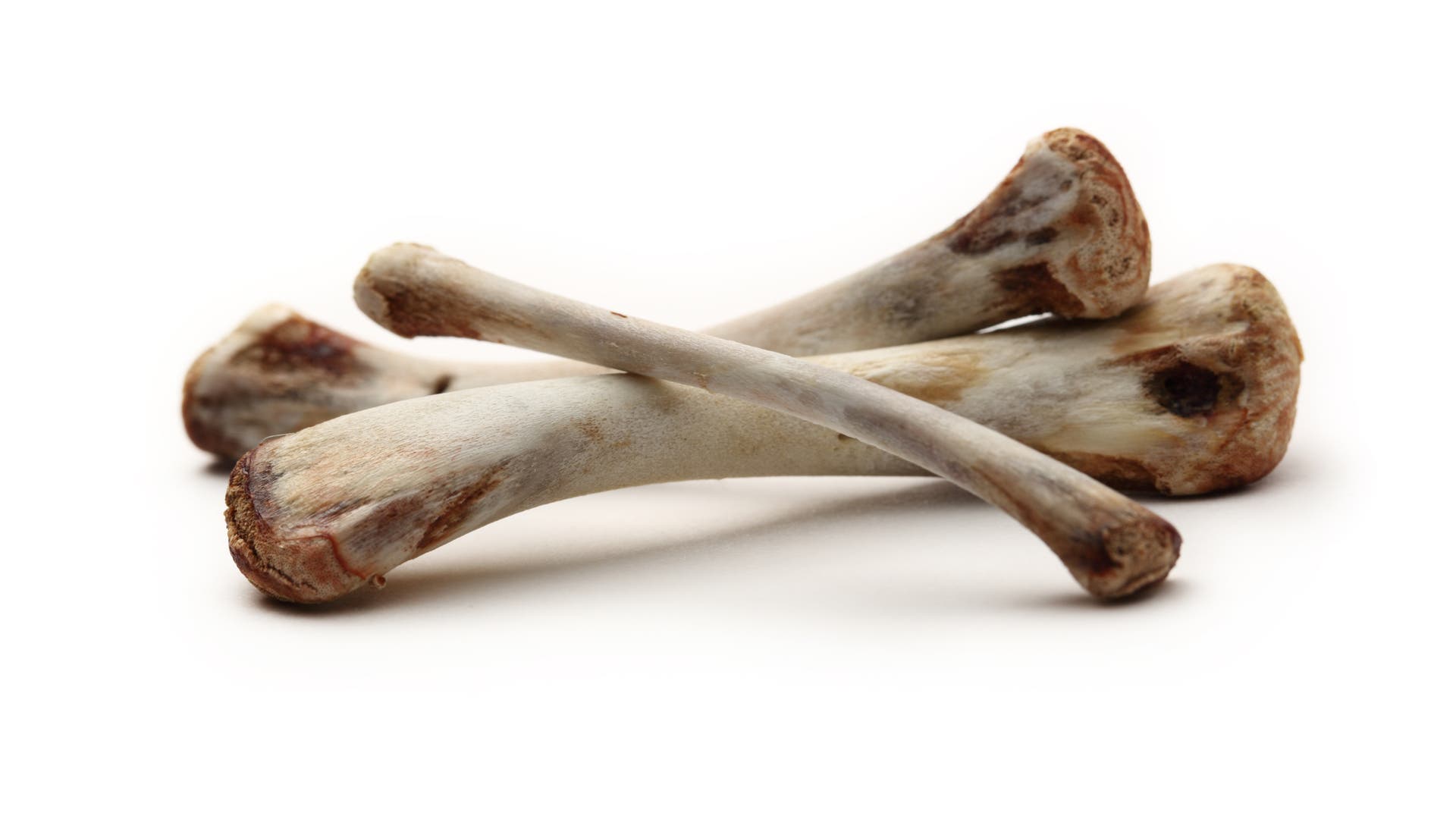 Hühnerknochen Was von der Menschenwelt übrig bleibt Spektrum der Wissenschaft