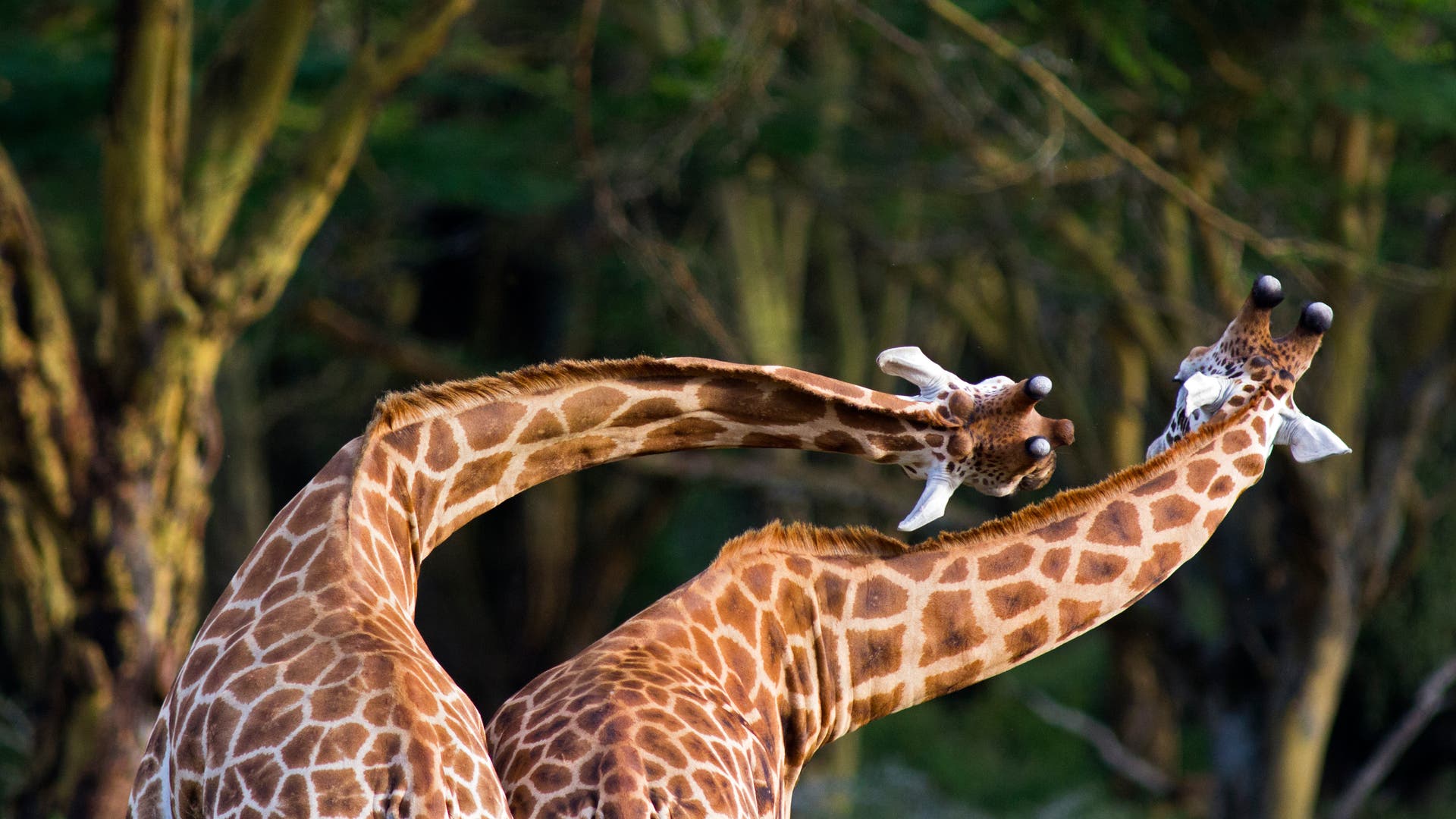 Evolutie: waarom hebben giraffen zo’n lange nek?