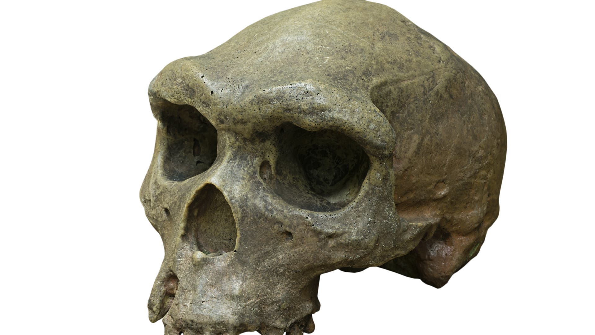 Wie lange lebten die Homo erectus?