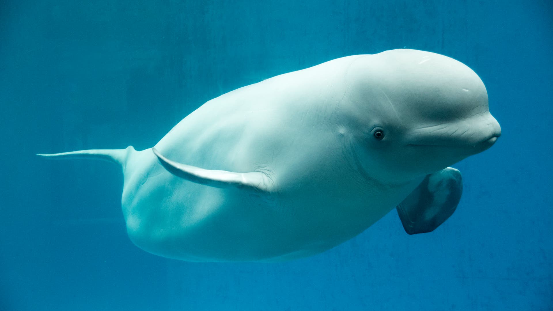 Beluga verirrt sich in die Seine - Spektrum der Wissenschaft