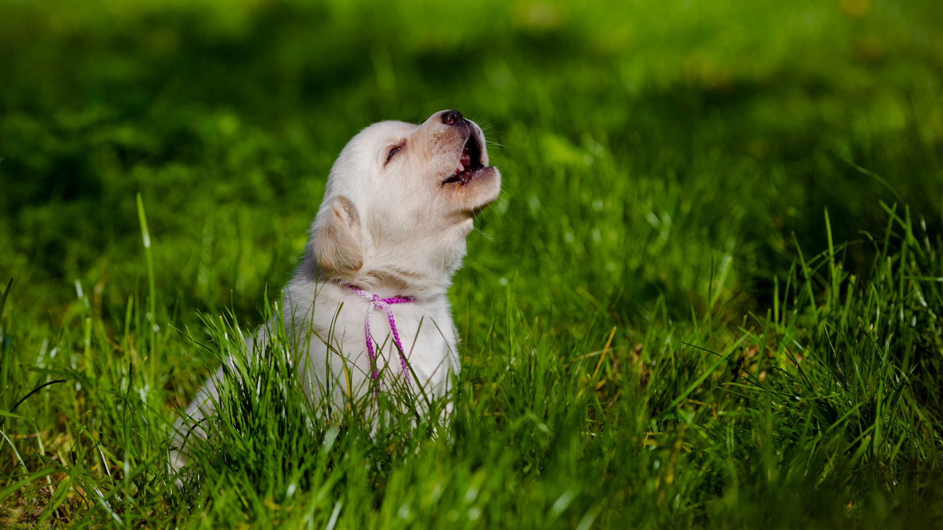 Warum heulen Hunde mit Sirenen? - Spektrum der Wissenschaft
