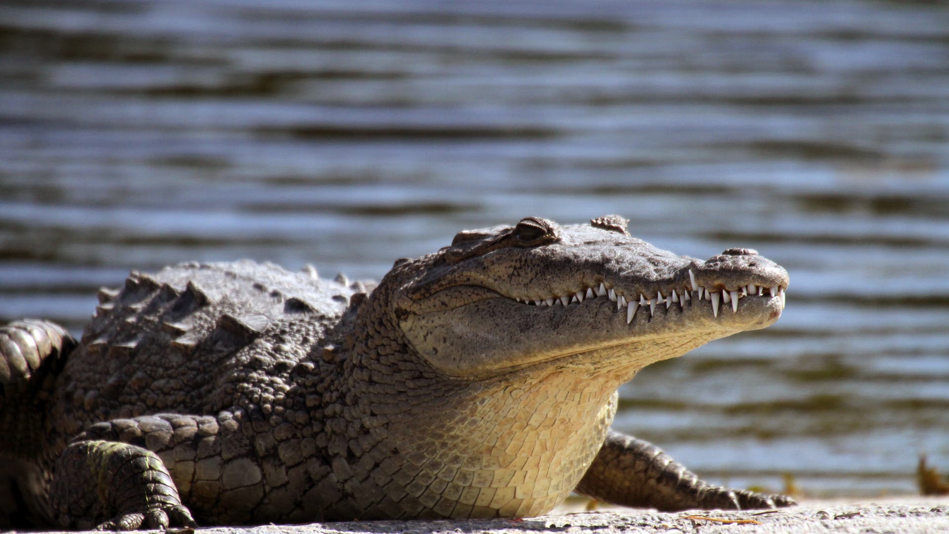 Vaderloos: krokodil-nakomelingen door maagdelijke geboorte – Spectrum of Science