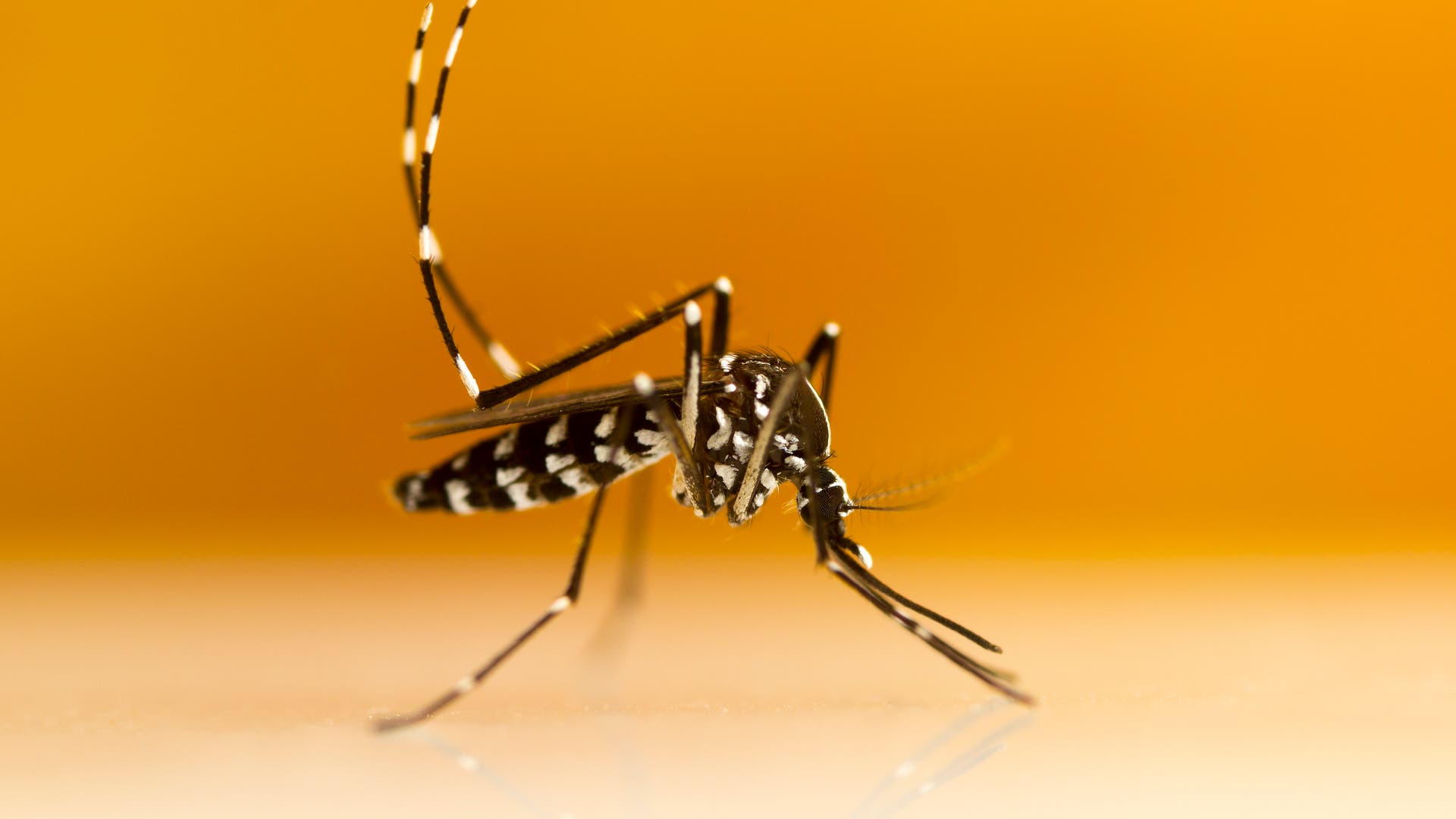Infektionskrankheiten-Chikungunya-auf-dem-Vormarsch-Die-7-wichtigsten-Fragen