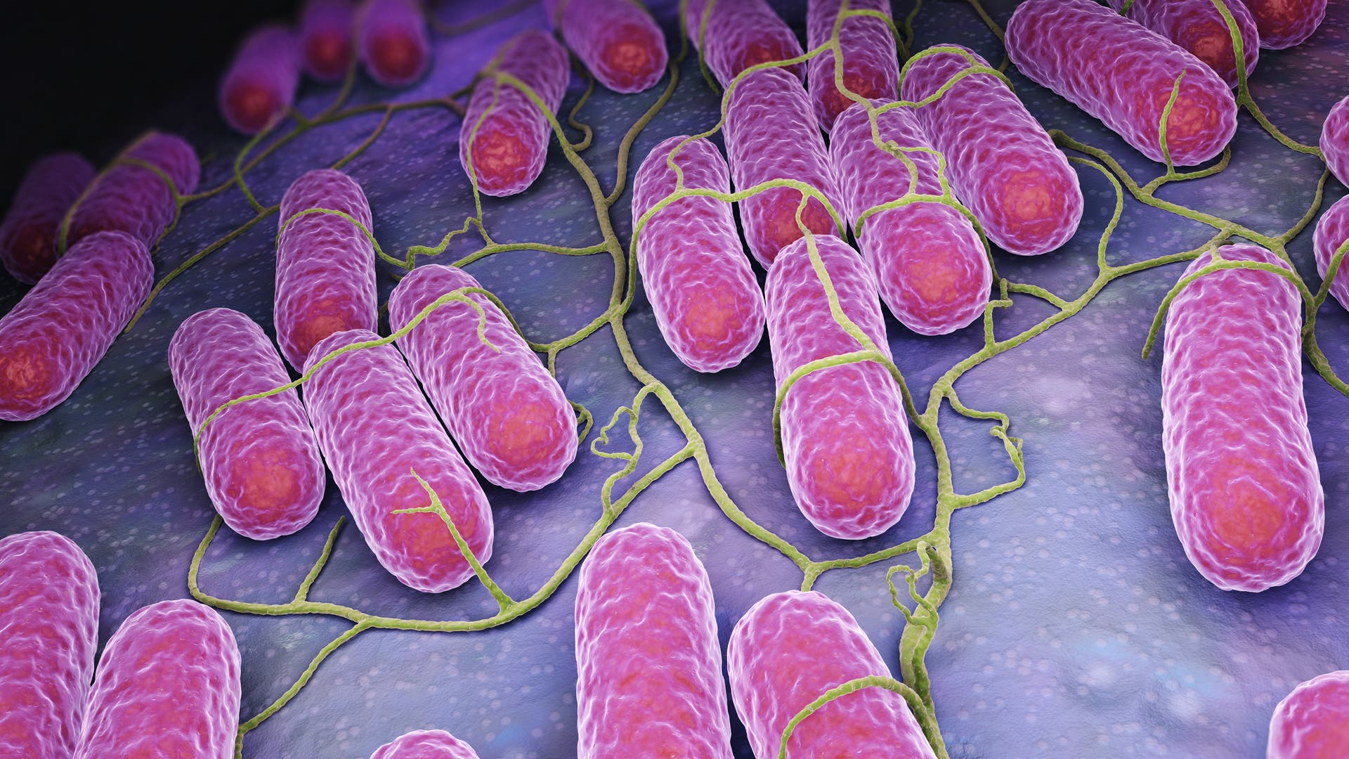 Tifus: Sistem kekebalan menyerang salmonella di limpa