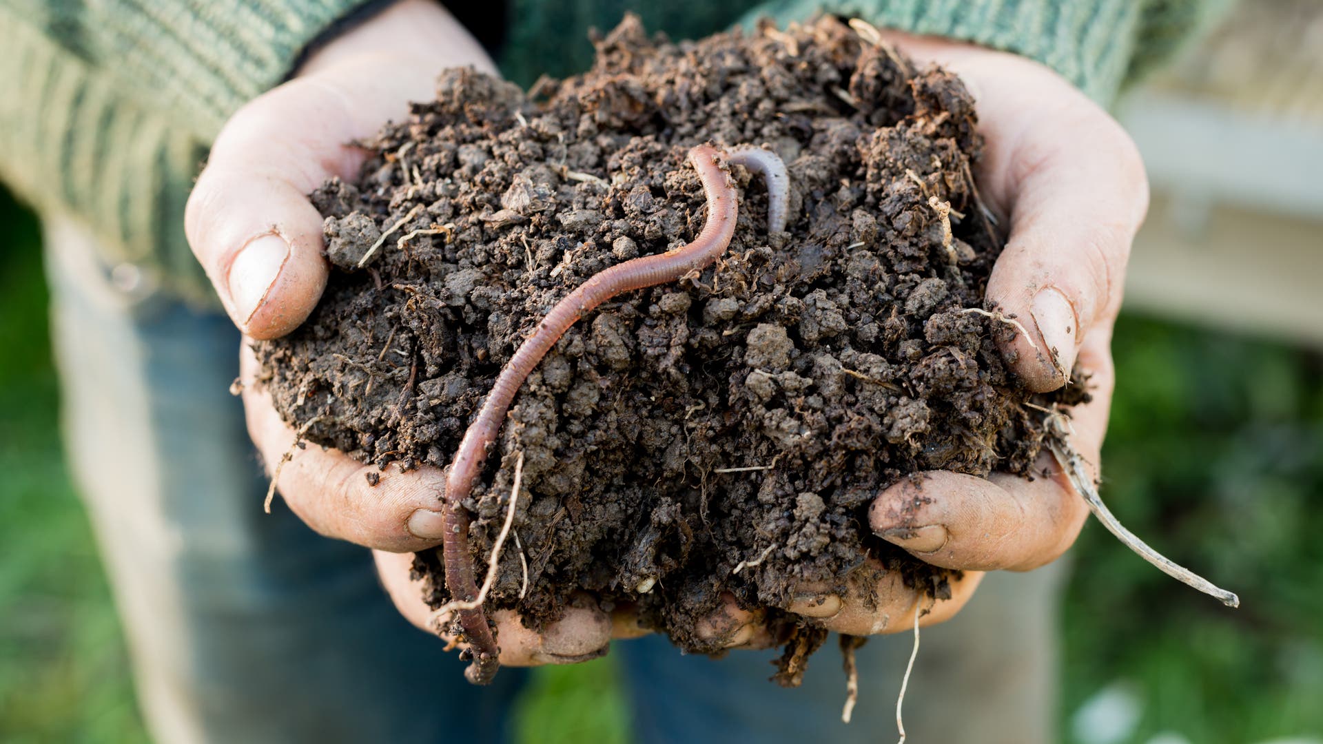 Afbrekers: Regenwormen produceren 140 miljoen ton voedsel