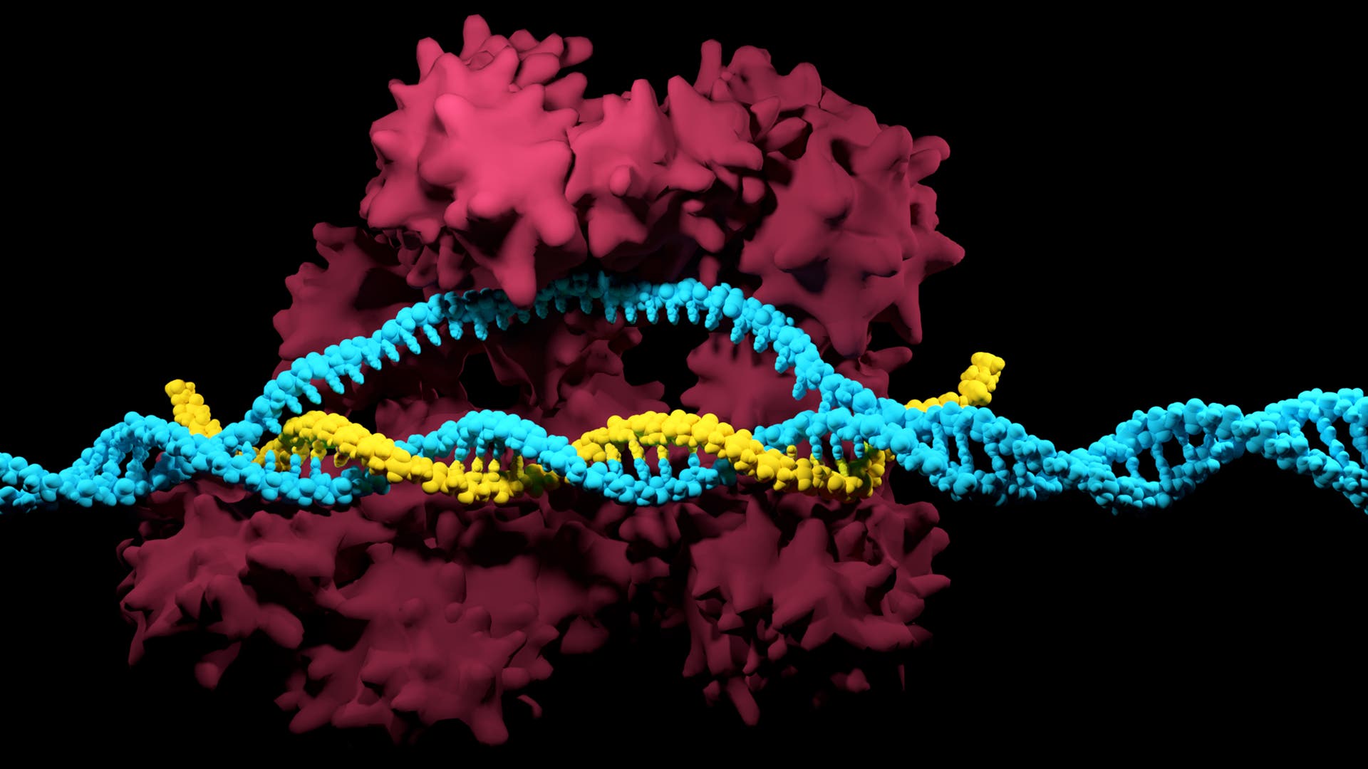 Der CRISPR-Cas9-Komplex (blau) kann DNA (lila) schneiden. Die Streitigkeiten darüber, wer das Gen-Editing-System erfunden hat und wer von wichtigen Patenten profitieren sollte, dauern an.