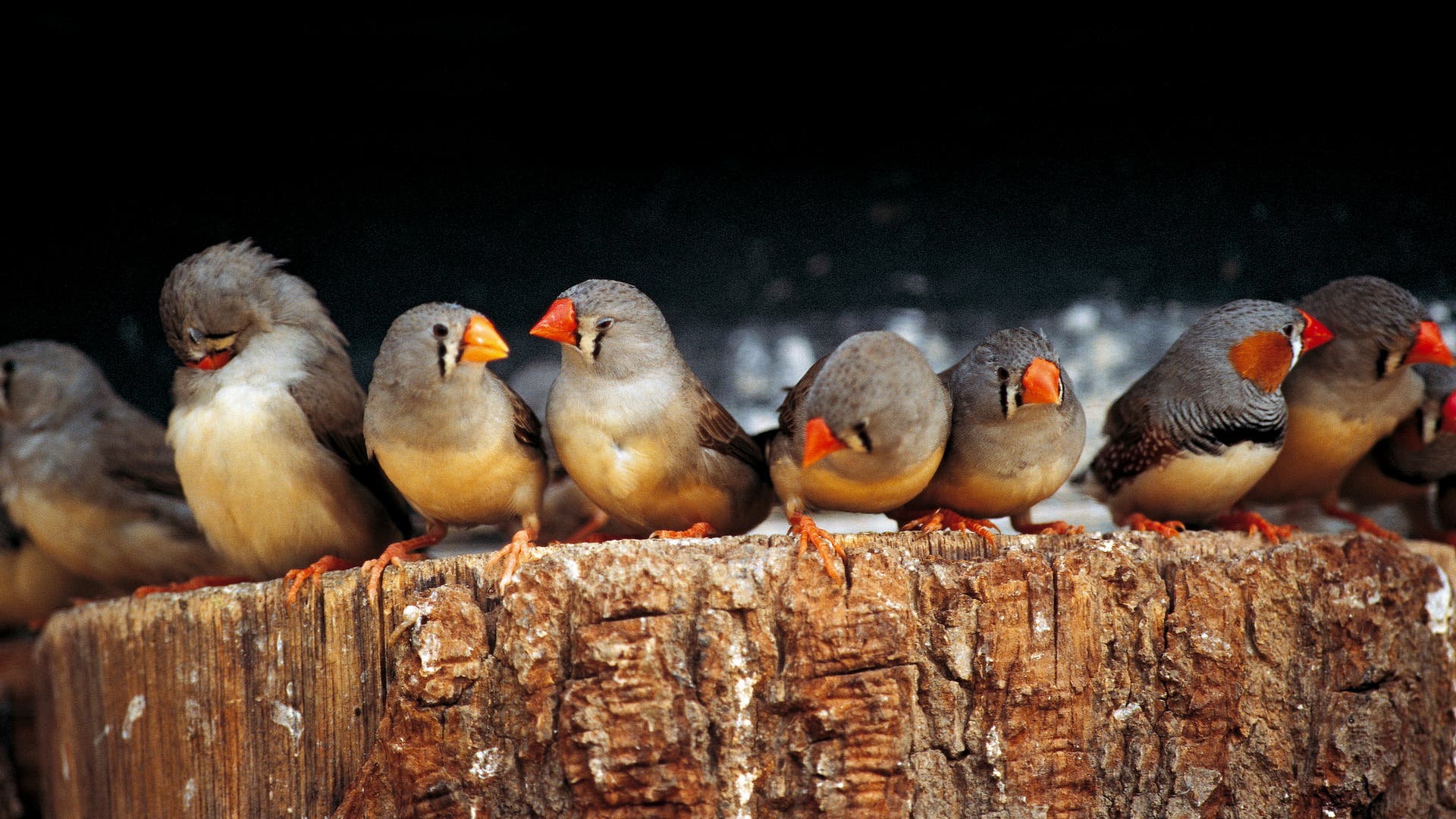 Ornithologie: hoe vogels hun zang waarnemen