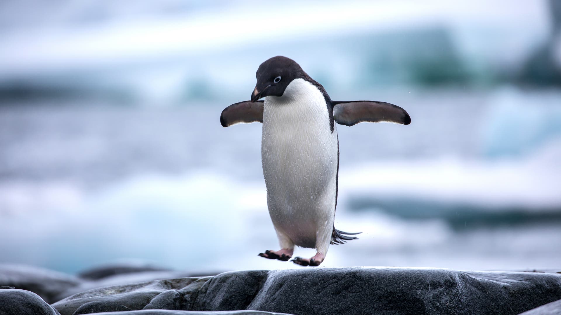 Penguin berasal dari benua yang tenggelam
