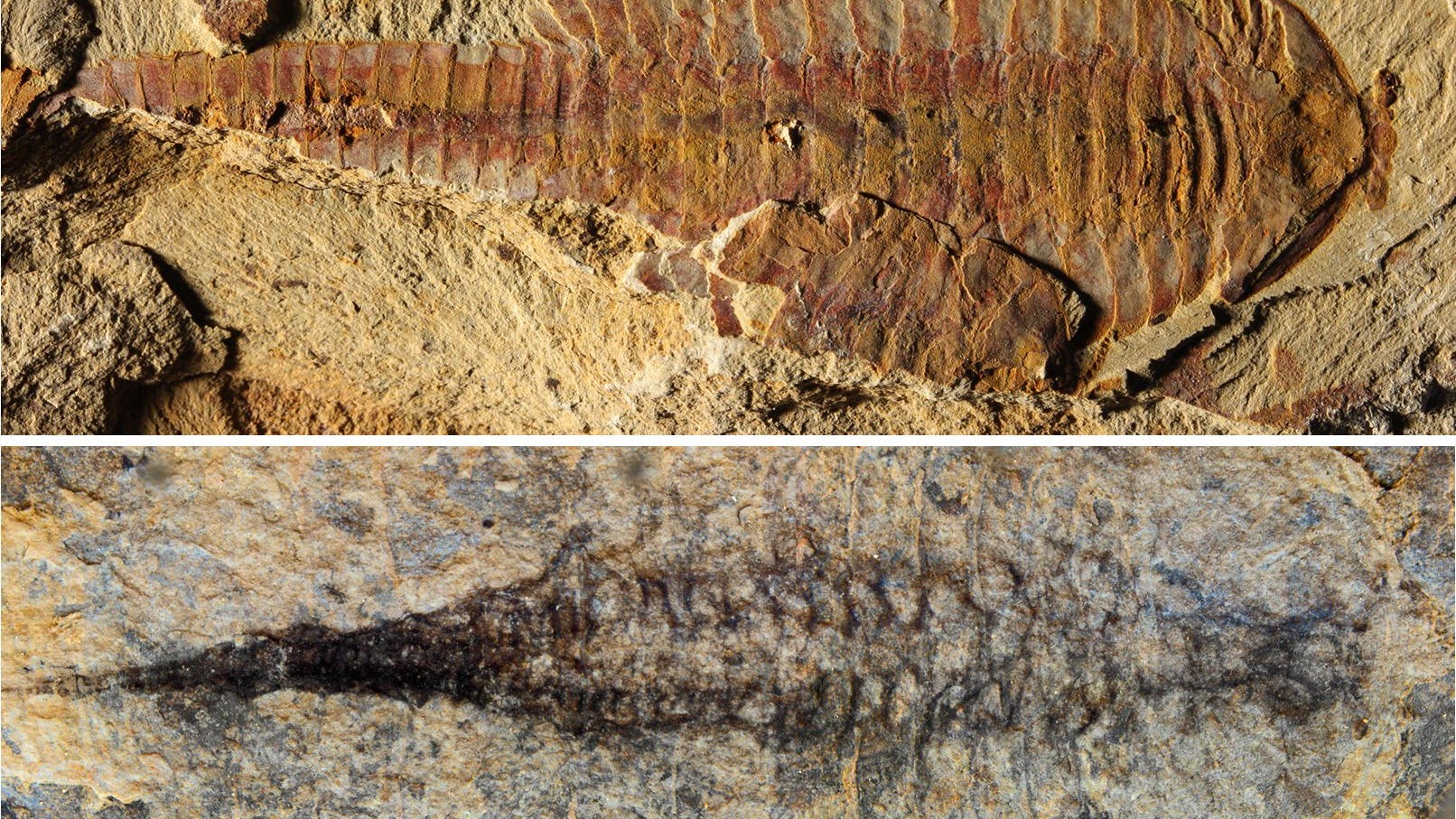 Fossil von Fuxianhuia protensa mit Kreislaufsystem
