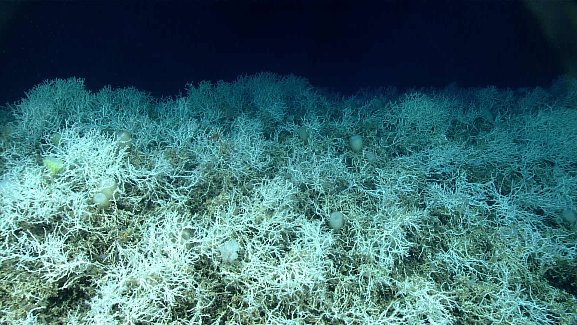Diepzee: Op een onverwachte plek is een enorm koudwaterkoraalrif ontdekt
