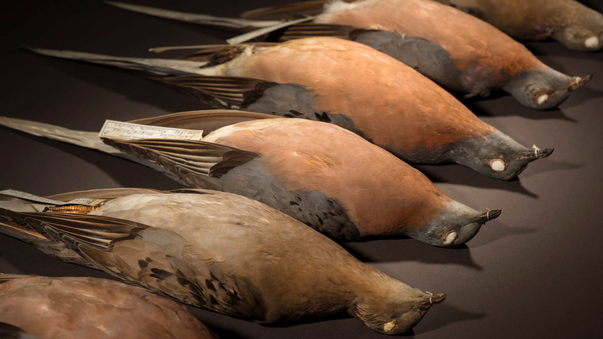 Причины вымирания птиц
