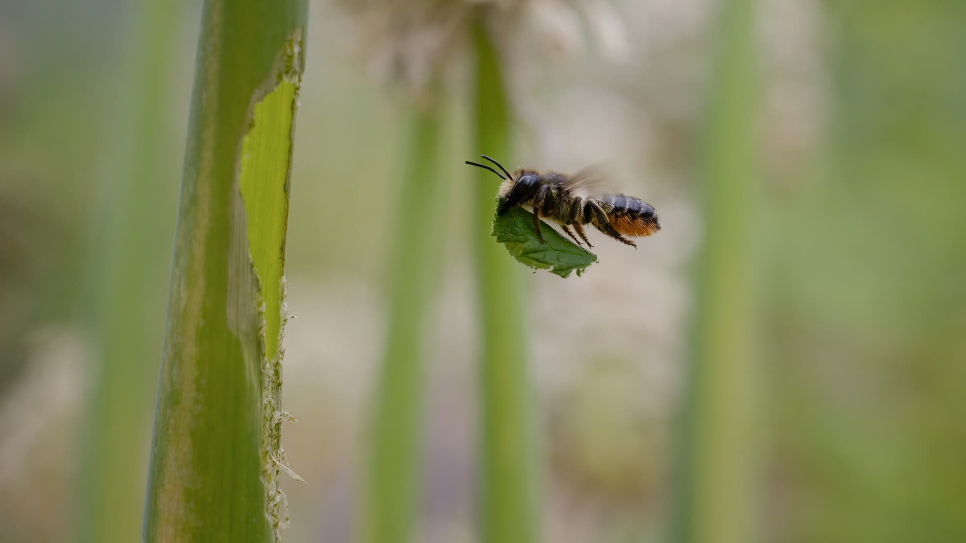 Bilder-der-Woche-Seltene-Wildbiene-gesichtet
