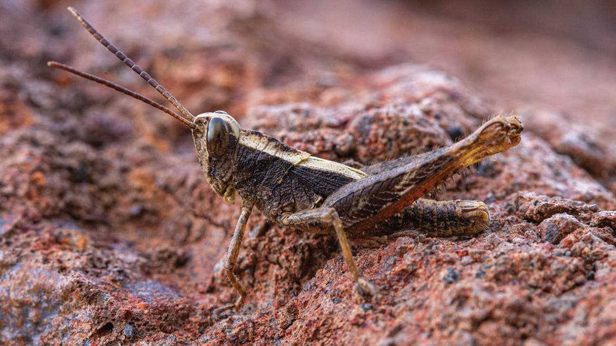 Grasshopper thought to be extinct rediscovered after 40 years