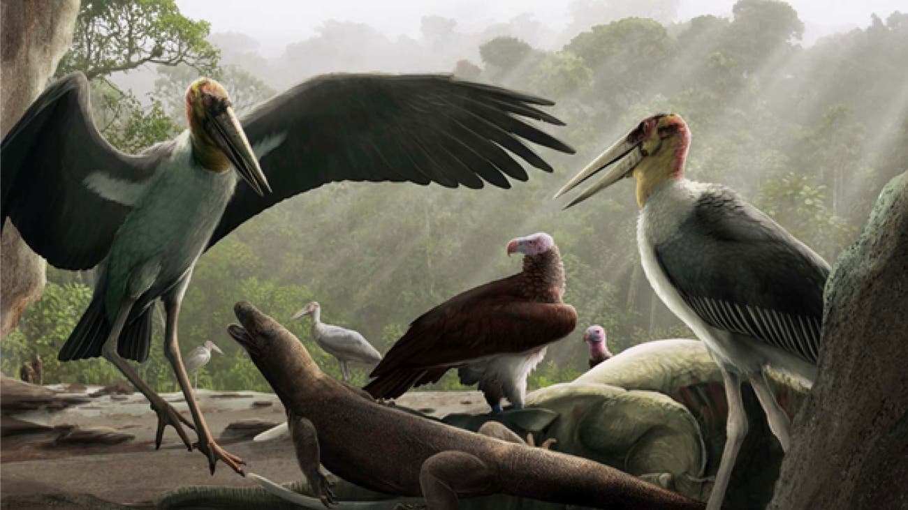 Paleontologi: Bangau raksasa terbang di atas hobbit – Spektrum Sains
