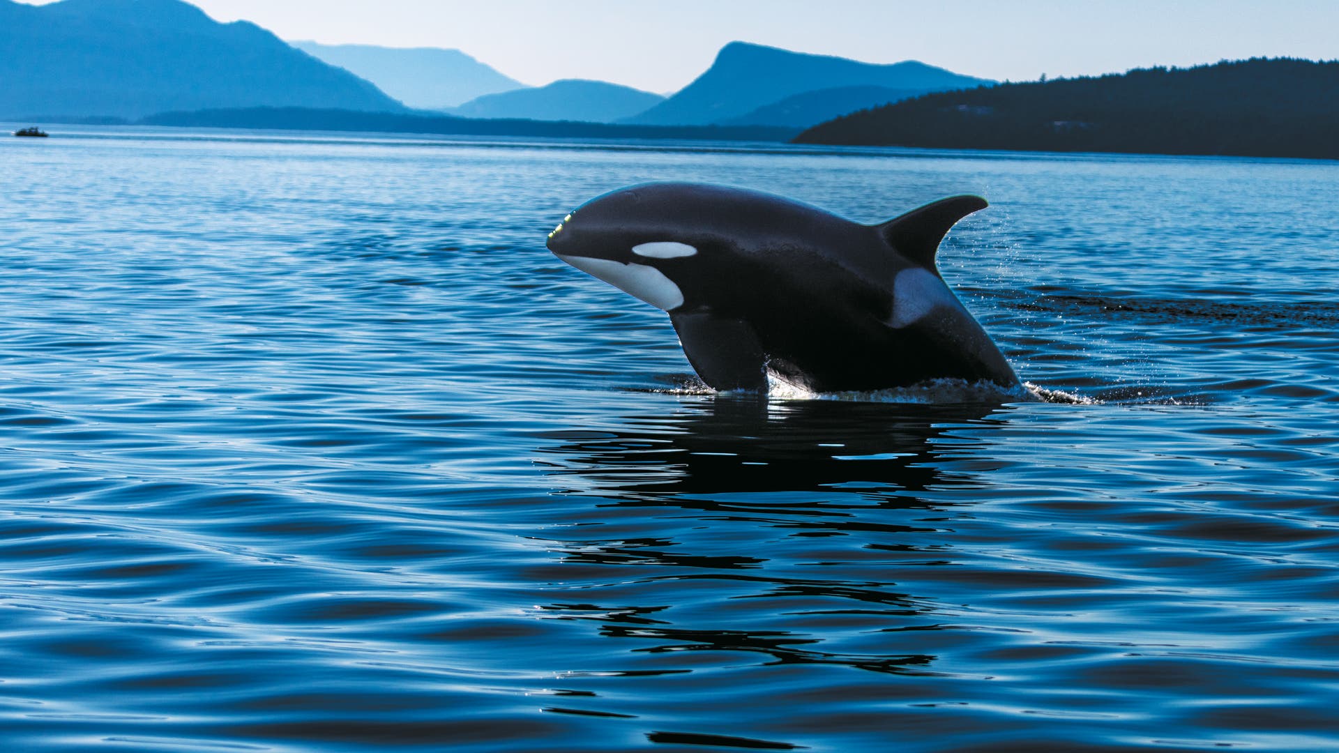 Artenschutz-Die-letzten-Orcas-der-Salish-Sea