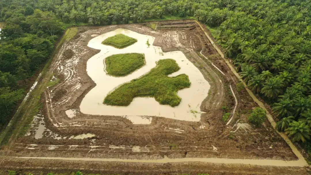 Menghidupkan kembali Kalimantan: hutan belantara baru di antara perkebunan kelapa sawit