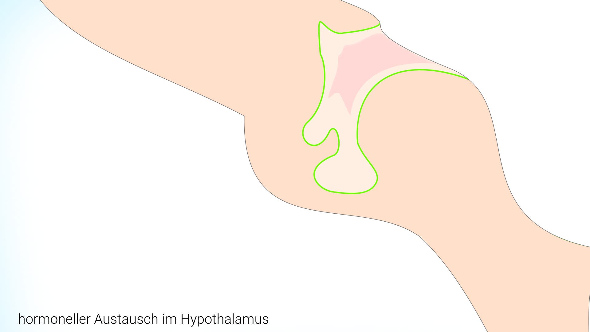 Hypothalamus klassische Darstellung