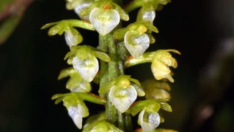 <i>Saccolabiopsis viridiflora</i>