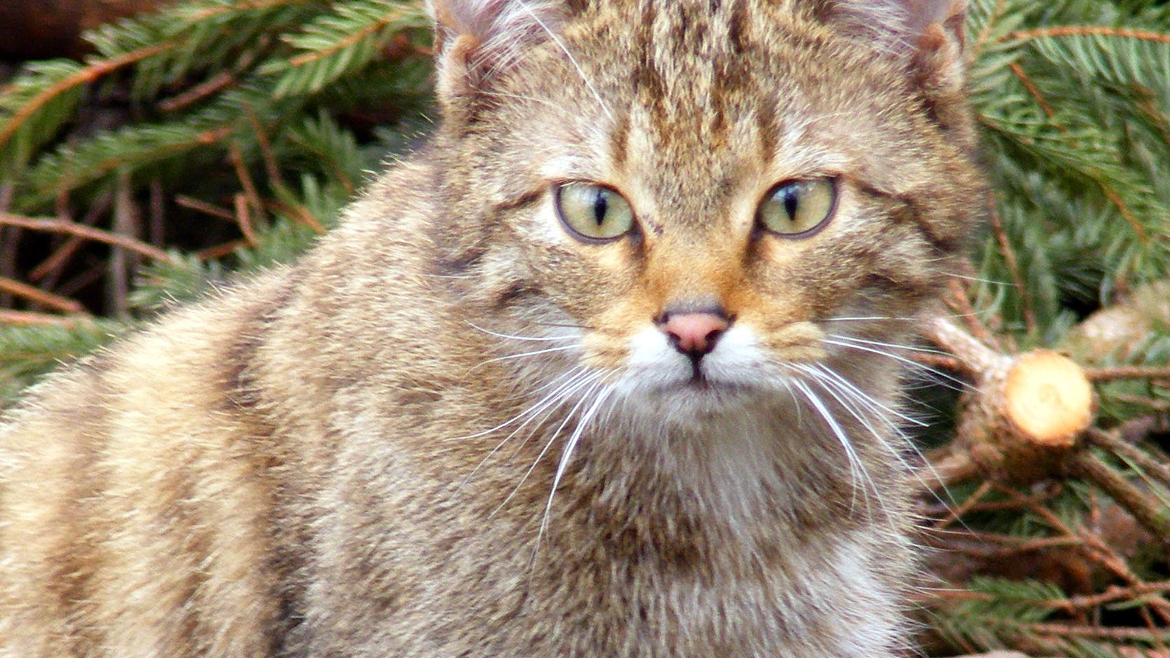 Von-Todesk-fern-Meteoriten-und-Wildkatzen