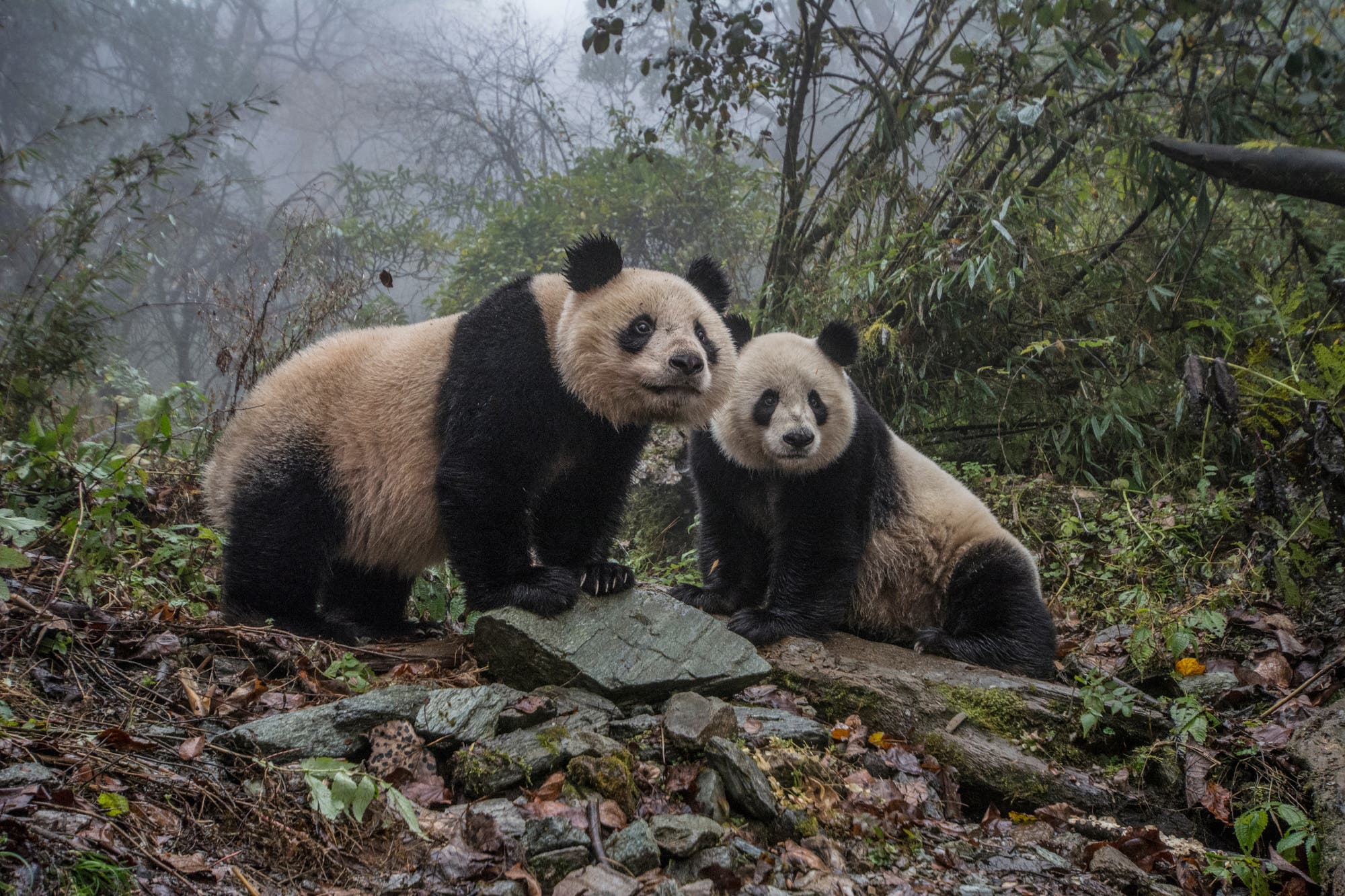 Zwei Große Pandas 