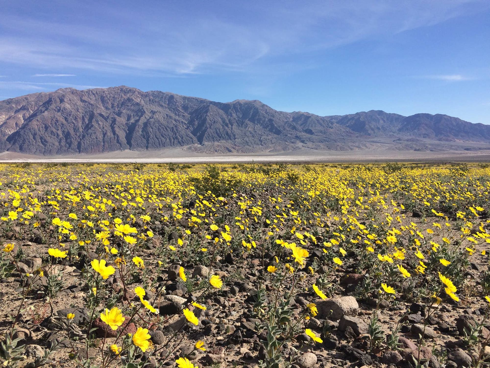 Blühendes Death Valley