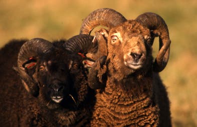 Soay-Schafe: Zwei Farbvarianten