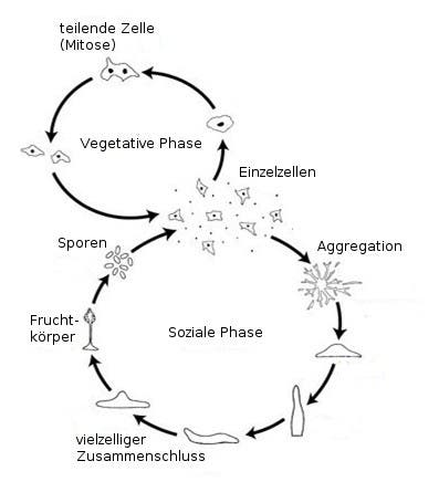 Lebenszyklus von <i>Dictyostelium discoideum</i>