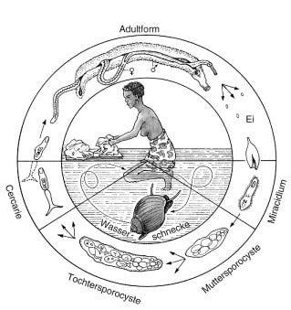 Lebenszyklus von <i>Schistosoma mansoni</i>