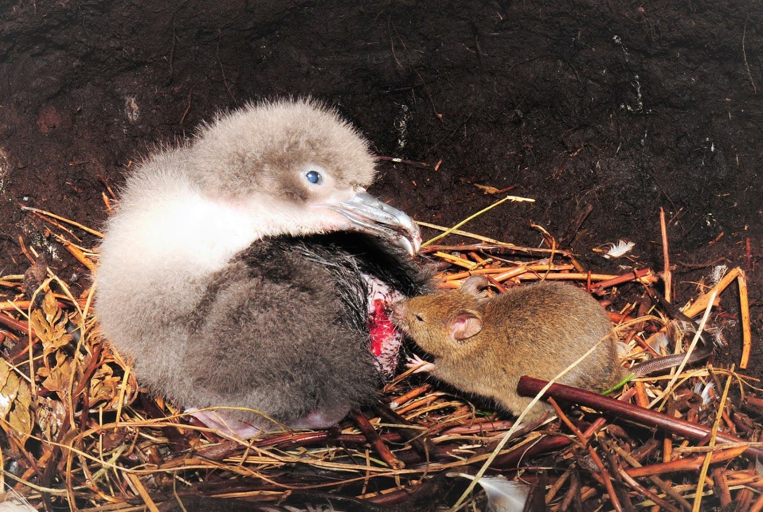 Hungrige Mäuse attackieren Albatrosse