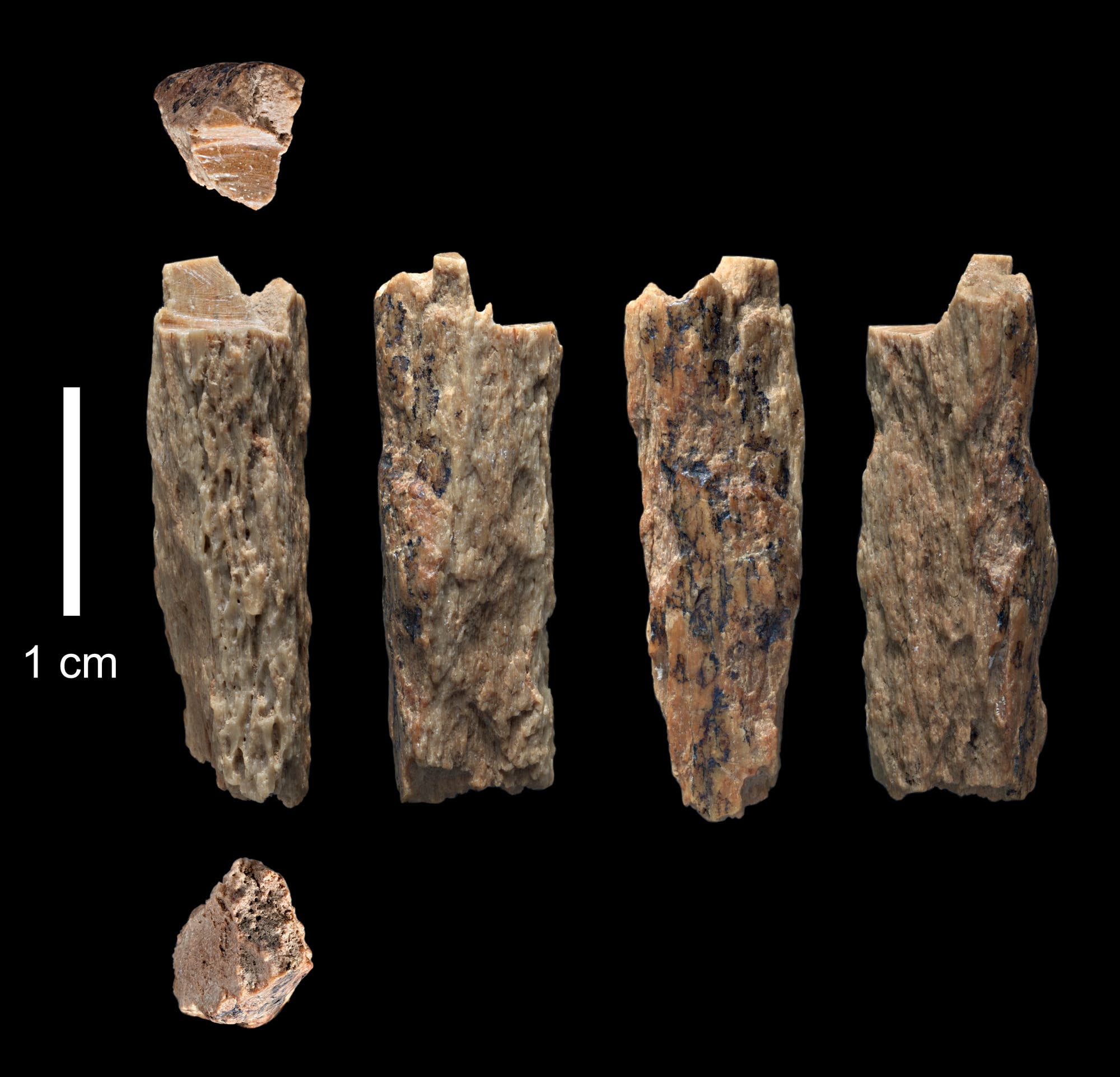 Knochensplitter eines Neandertaler-Denisova-Mischlings
