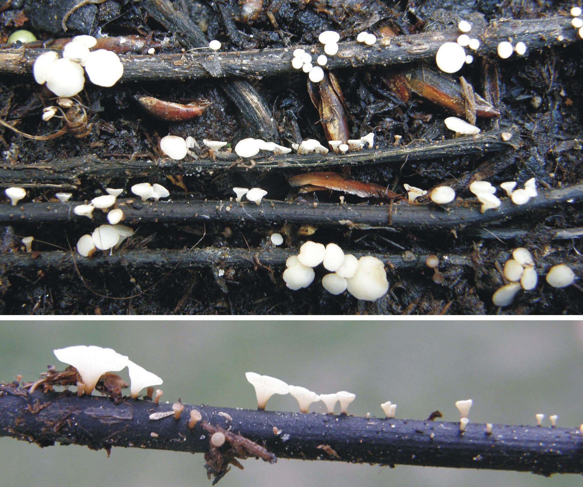 Ausgelöst wird das Eschensterben durch einen Befall mit dem Falschen Weißen Stängelbecherchen – ein aggressiver Schlauchpilz, der vor 20 Jahren wohl aus Asien eingeschleppt wurde. Zu sehen sind die weißen Fruchtkörper des Pilzes.