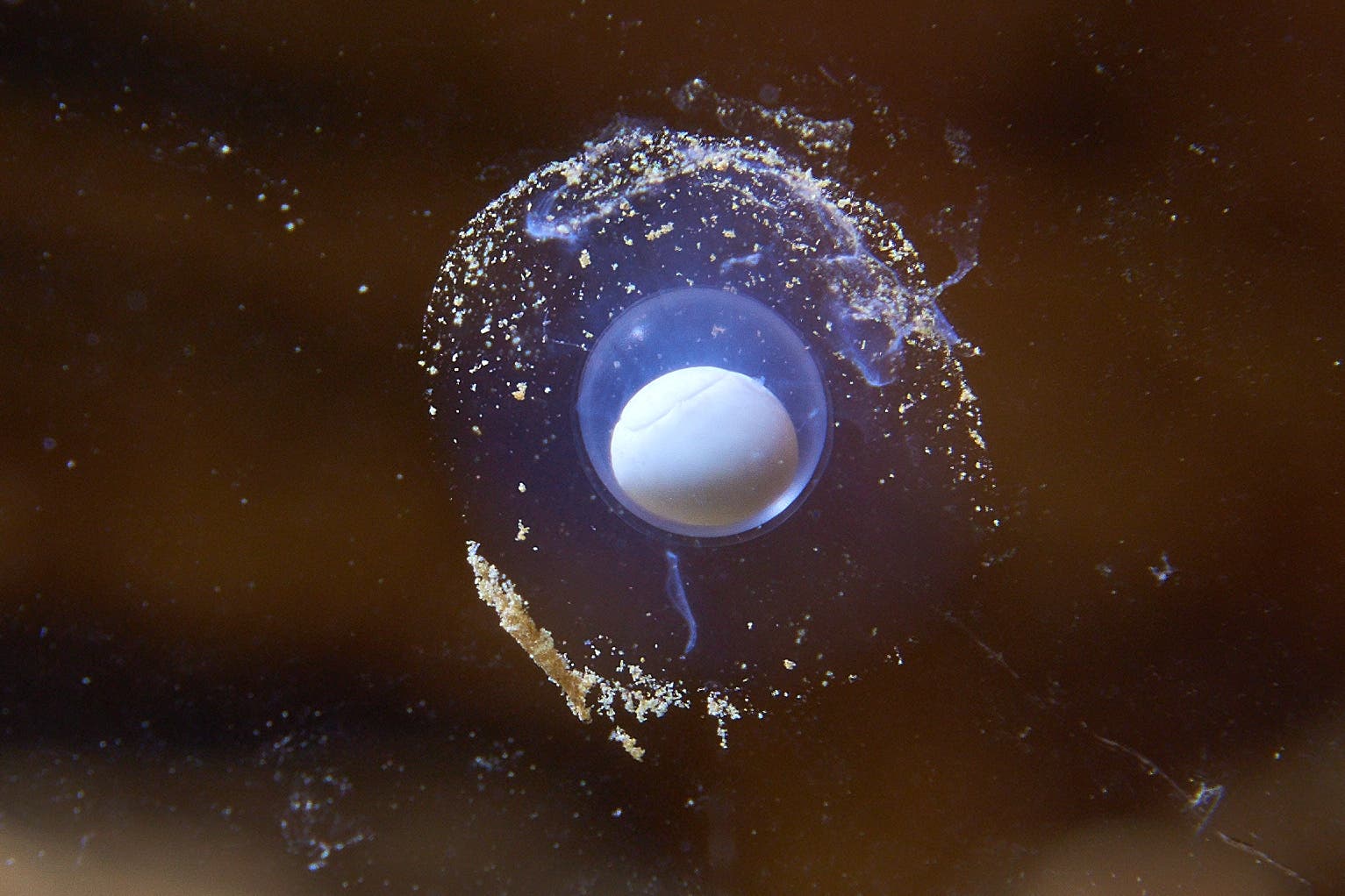 Ende Januar bemerkten Mitarbeiter der Postojna-Höhle die ersten Grottenolm-Eier im Schauaquarium.
