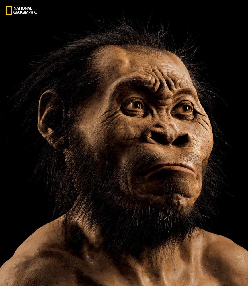 Rekonstruktion von Homo naledi