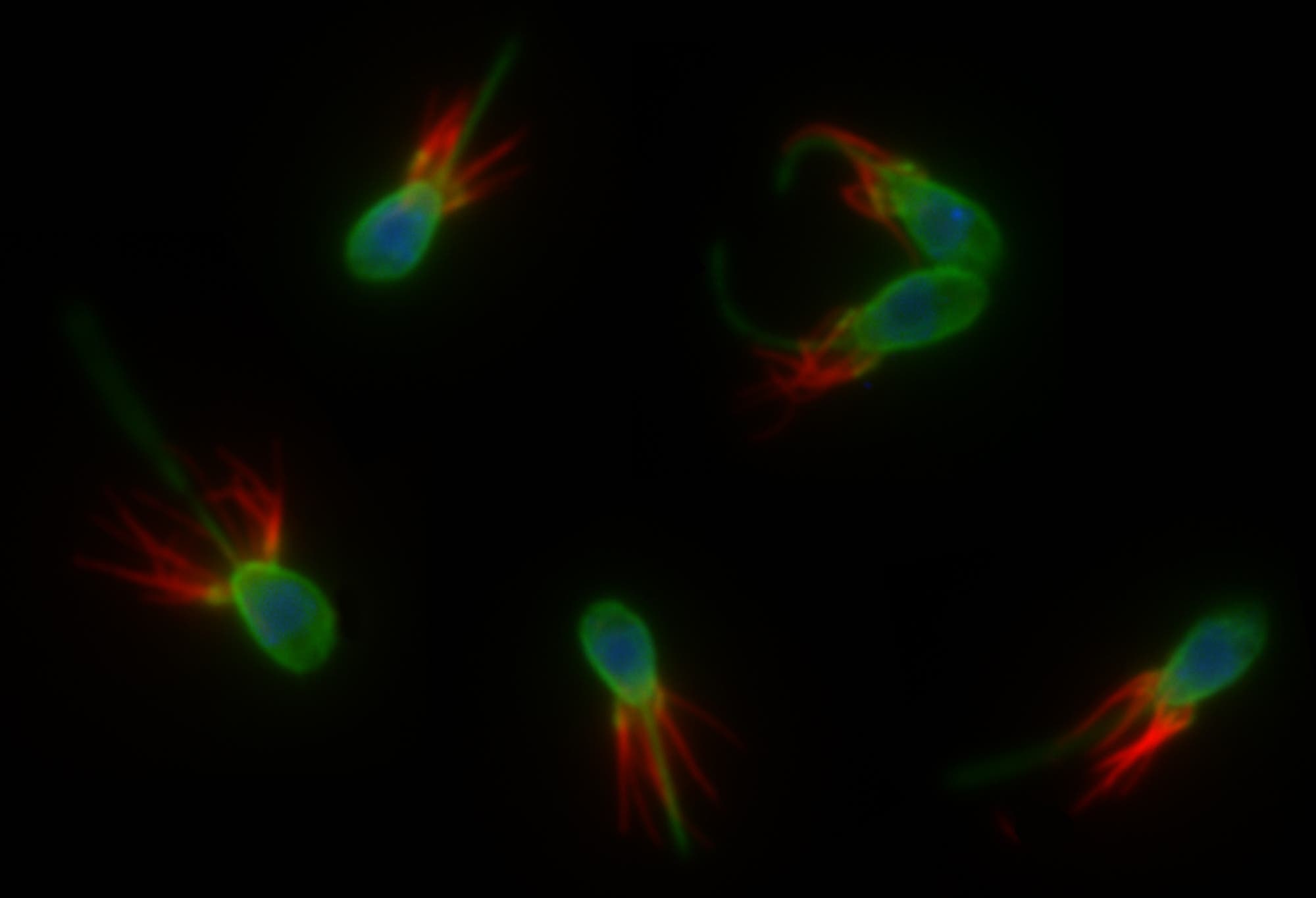 Fluoreszierende Choanoflagellaten  