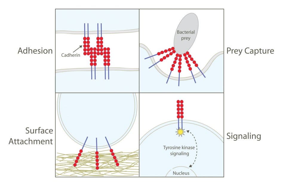Cadherin-Funktion bei Kragenflagellaten