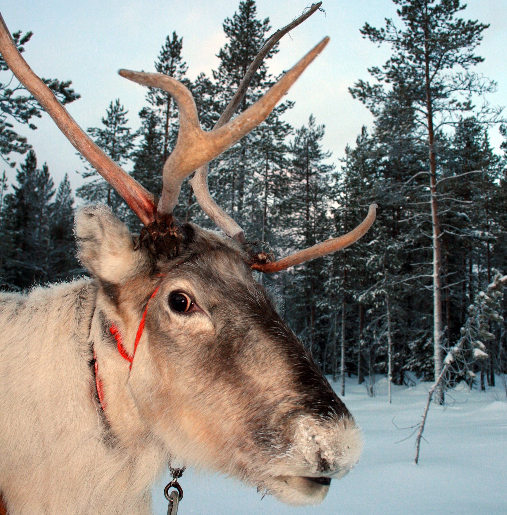 Dickes Fell bring Rudolph auch im Winter ganz schon ins Schwitzen.  