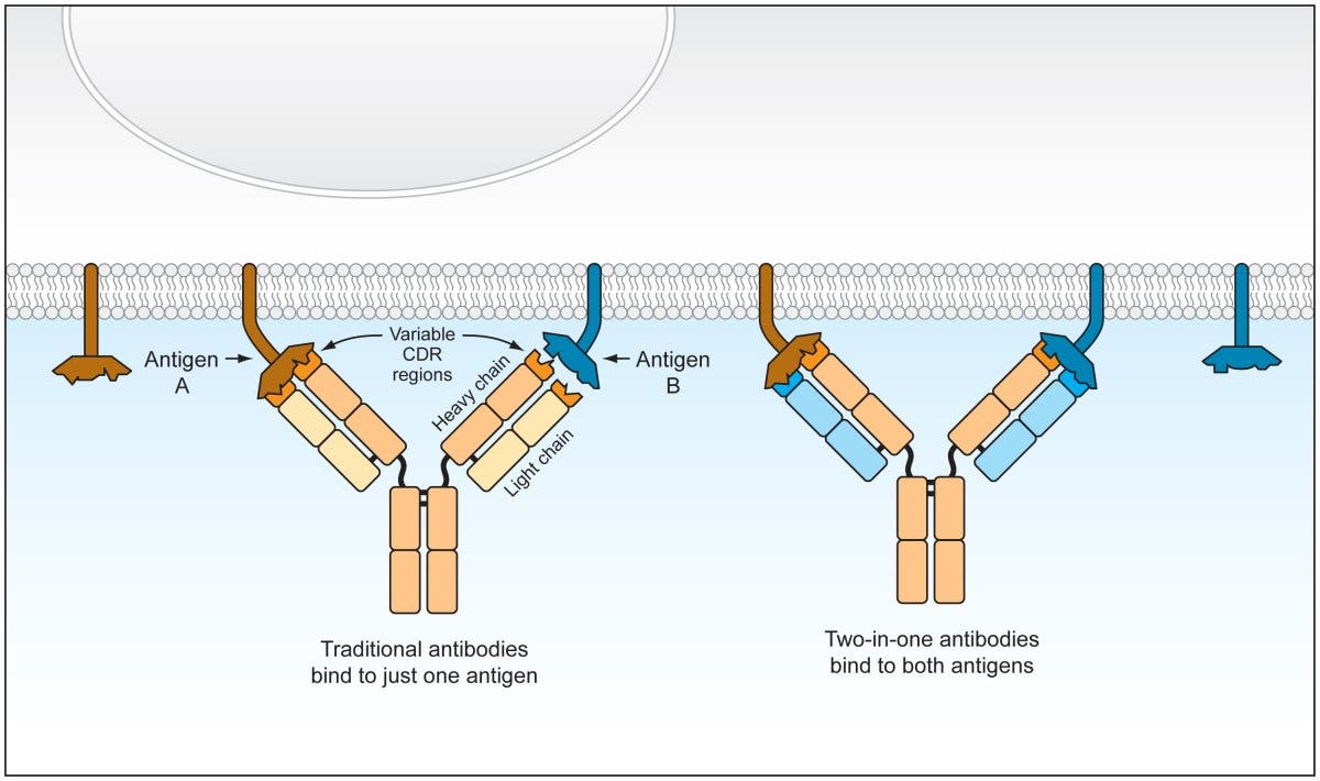Antikörper bindet an zwei Antigene 