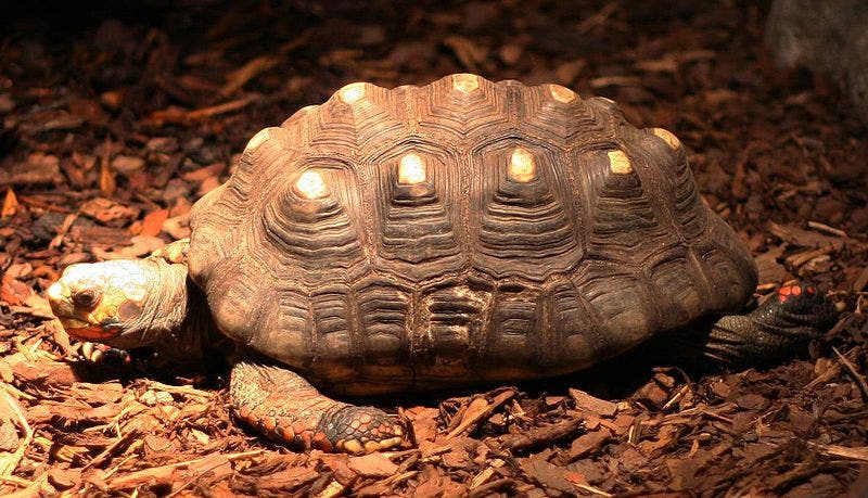 Köhlerschildkröte